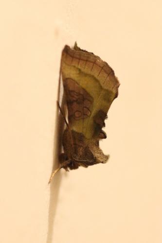 Diachrysia sp.